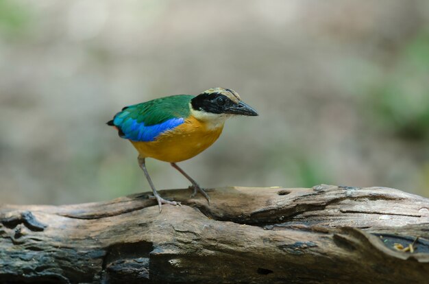 Blauw-gevleugelde Pitta (Pitta-moluccensis) in aard van Thailand