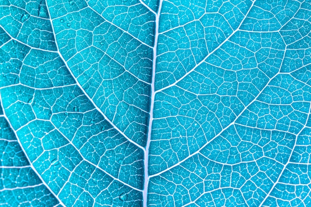 blauw macro bladabstract blauw blad macro achtergrondBladribben en aders