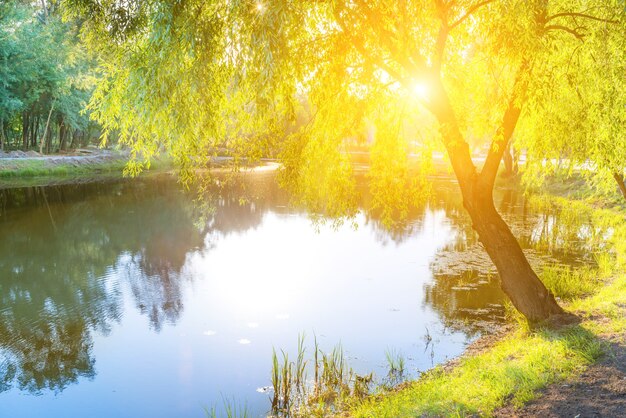 Blauw meer en groene boom bij zonsondergang