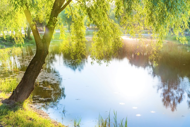 Blauw meer en groene boom bij zonsondergang