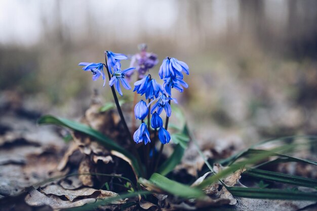 Blauw sneeuwklokje