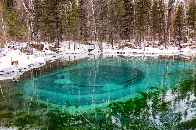 Blauw turquoise geiser thermisch meer in het winterbos. Altai Republiek, Rusland.