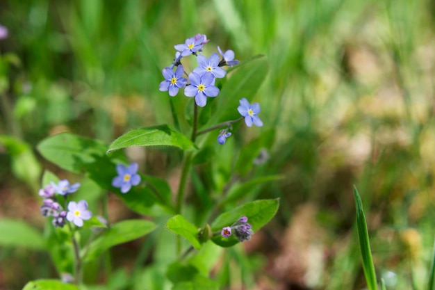 blauw vergeet me niet verse delicate bloemen als lentesymbool