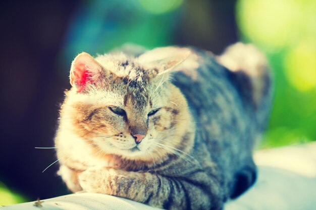 Blauw vintage portret van schattige Siberische kat die buiten ligt