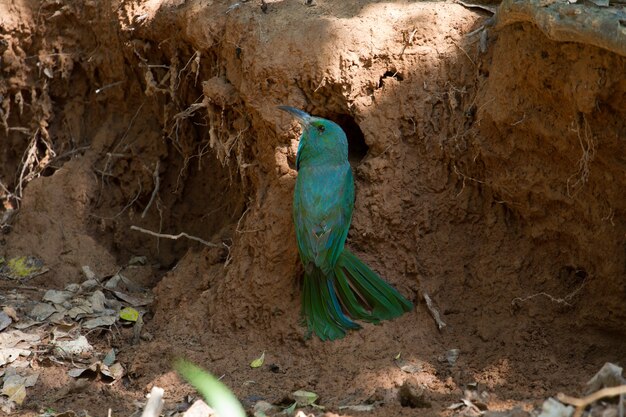 Blauwbebaarde bijeneter op de grond in de natuur