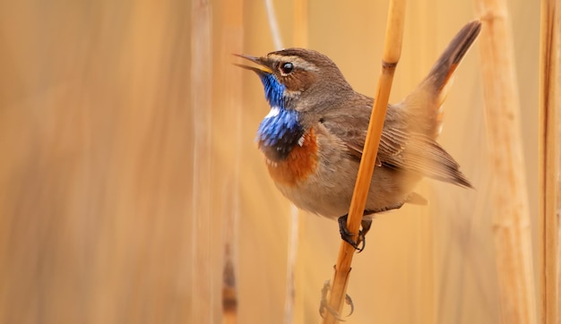 Blauwborst, een kleine zangvogel in het riet.