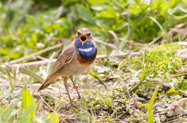 Blauwborst Luscinia svecica Cyanecula Zingende vogel zit op de grond