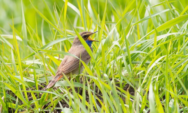 Blauwborst luscinia svecica cyanecula zingende vogel zit op de grond