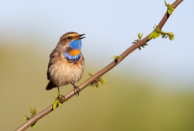 Blauwborst Luscinia svecica De vogel zingt zittend op een tak van een jonge boom