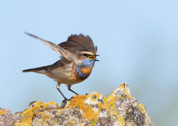 Blauwborst Luscinia svecica Een vogel zingt en klappert met zijn vleugels