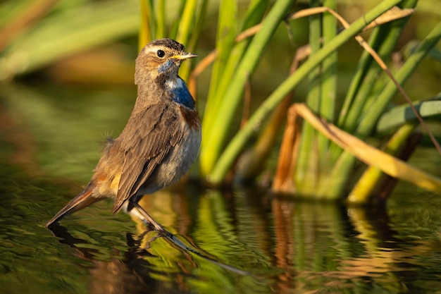 Blauwborst Luscinia svecica Malaga Spanje