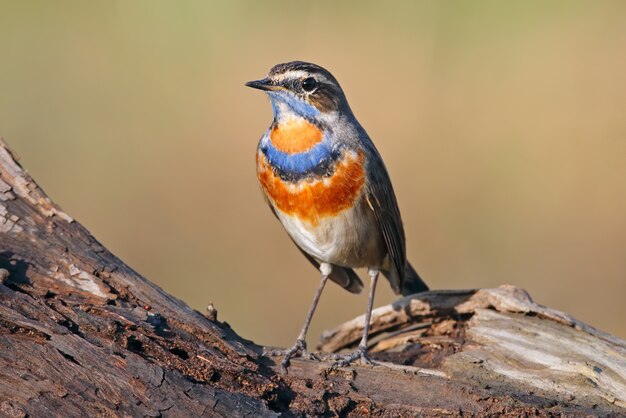 Blauwborst Luscinia svecica Mooie mannelijke vogels van Thailand