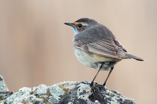 Blauwborst, Luscinia svecica, zit op de steen. Mannetje.