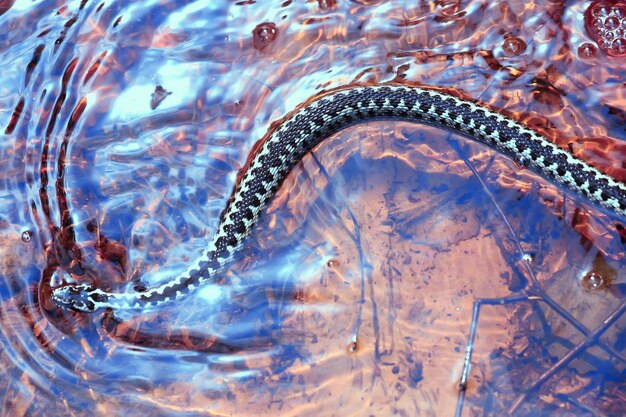 blauwe adder, gestreepte giftige gevaarlijke slang natuur wild