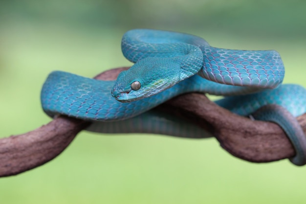 Blauwe adder slang close-up gezicht hoofd van adder slang Blue insularis