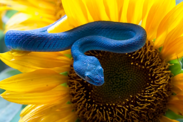 Blauwe adder slang op zonnebloem