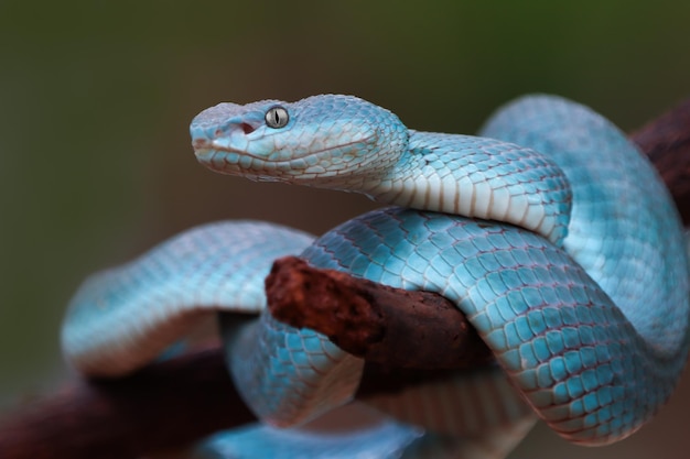 Blauwe adderslang op tak adderslang blauwe insularis Trimeresurus Insularis