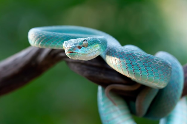 blauwe adderslang op tak adderslang blauwe insularis