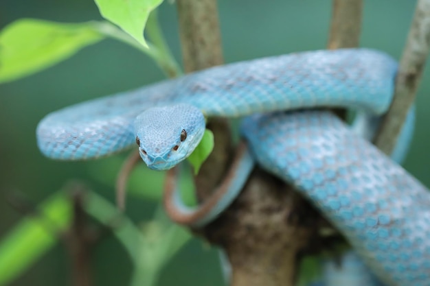 Blauwe adderslang op tak, adderslang klaar om aan te vallen, blauwe insularis, dierlijke close-up