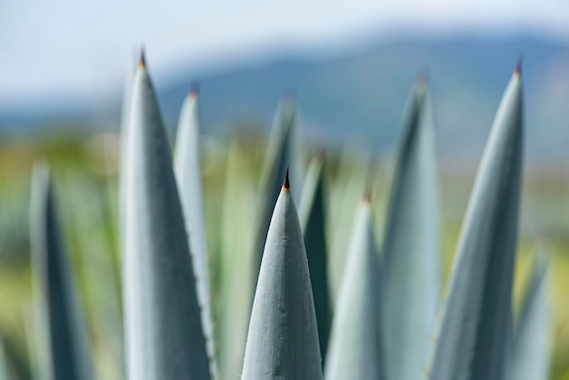 Blauwe agaveplant om tequila te produceren in Jalisco, Mexico