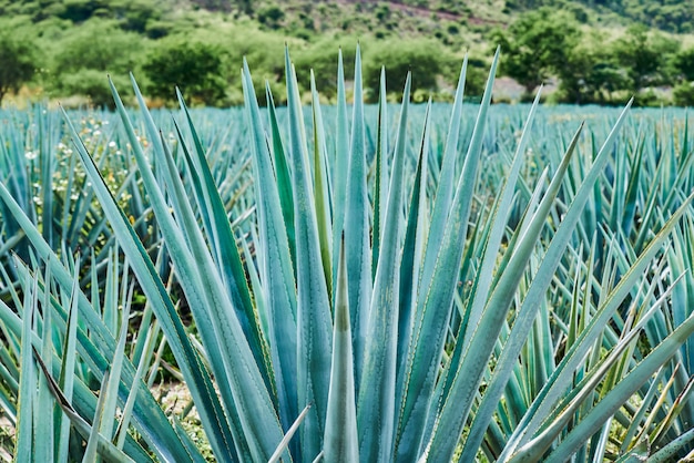 Blauwe agaveplantage in het veld om tequila-concept tequila-industrie te maken