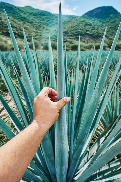Blauwe agaveplantage in het veld om tequila-concept tequila-industrie te maken