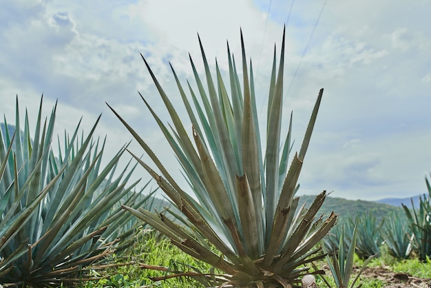 Blauwe agaveplantage in het veld om tequila-concept tequila-industrie te maken