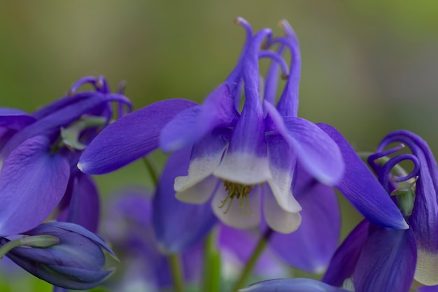 Blauwe aquilegia bloeien in de tuin. Vaste planten, groenvoorziening, sierteelt.