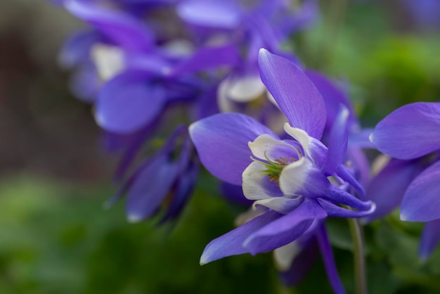 Blauwe aquilegia bloeiend in de tuin Vaste planten landschapsontwerp sierteelt