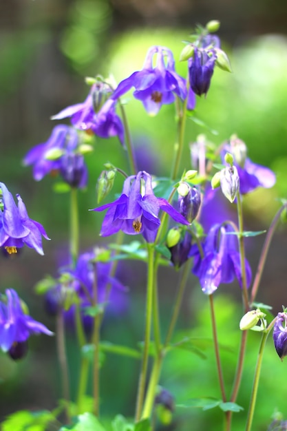 Blauwe Aquilegia