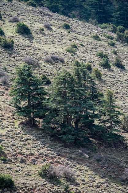 Blauwe Atlasceder Cedrus Atlantica