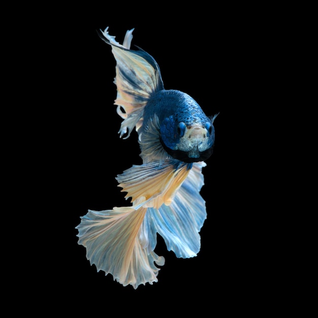 Blauwe betta