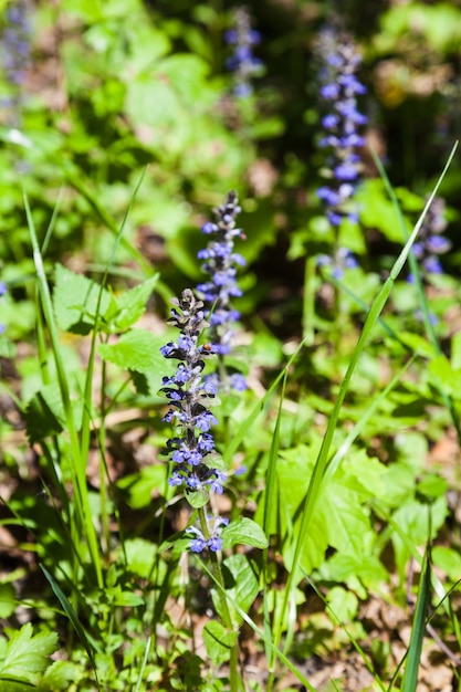 Blauwe bloei van Pulmonaria lungwort in het voorjaar