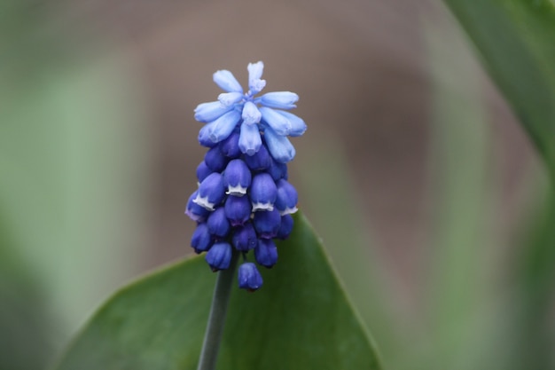 Blauwe bloem close-up foto