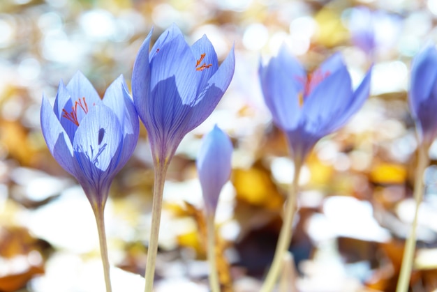 Blauwe bloem crocus ligusticus (saffraan) in het bos