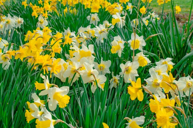 Blauwe bloem gele bloemen cilla bifolia blauwe bloem Petrov kruis schilferige narcissen