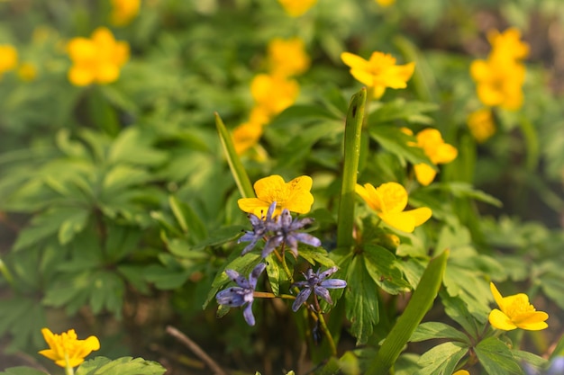 Blauwe bloem gele bloemen cilla bifolia blauwe bloem Petrov kruis schilferige narcissen