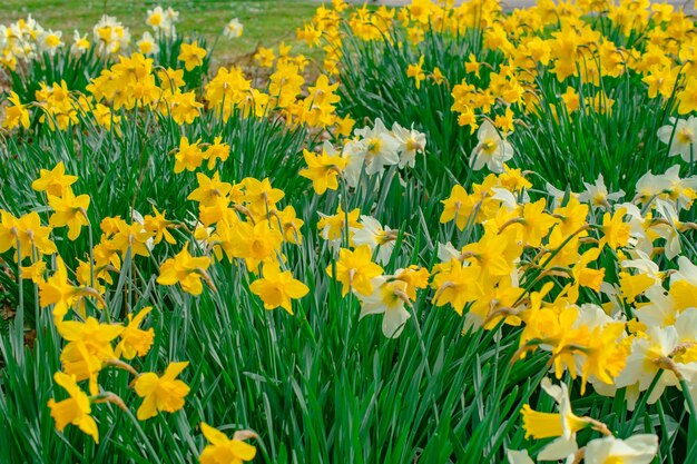 Foto blauwe bloem gele bloemen cilla bifolia blauwe bloem petrov kruis schilferige narcissen