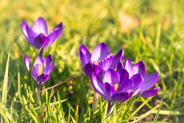 Blauwe bloem gele bloemen cilla bifolia blauwe bloem Petrov kruis schilferige narcissen