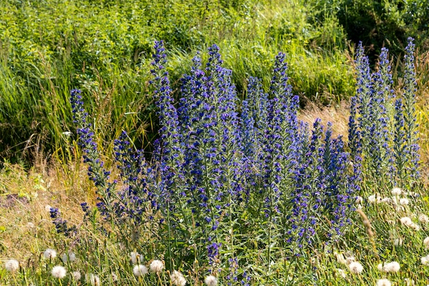 Blauwe bloem in een veld met groen gras