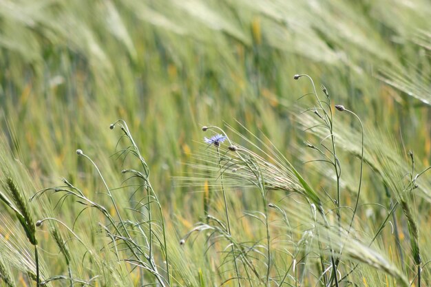 Foto blauwe bloem in het veld