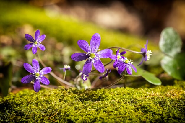 Blauwe bloem kreupelhout of pechenocnae hepatica nobilis dauw close-up hoge kwaliteit foto