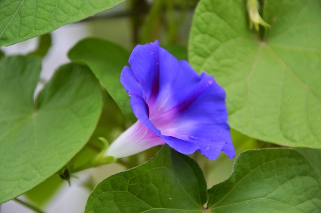 blauwe bloem met groene bladeren. klimmende plant