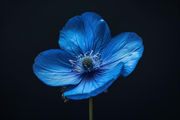 Foto blauwe bloem op zwarte achtergrond