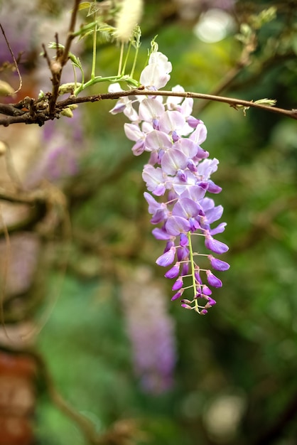 Blauwe bloem van blauweregen in de lente