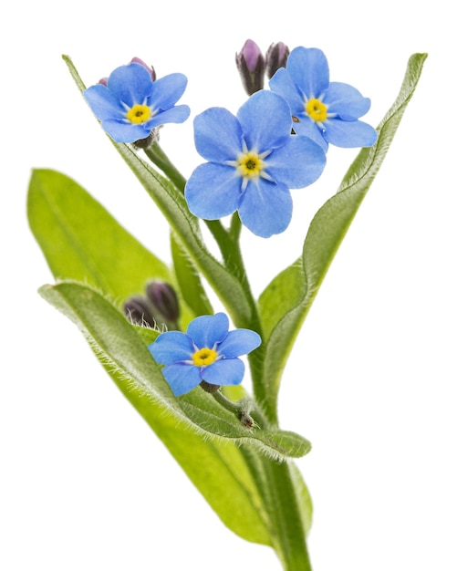 Blauwe bloem van forgetmenot lat Myosotis arvensis geïsoleerd op witte achtergrond