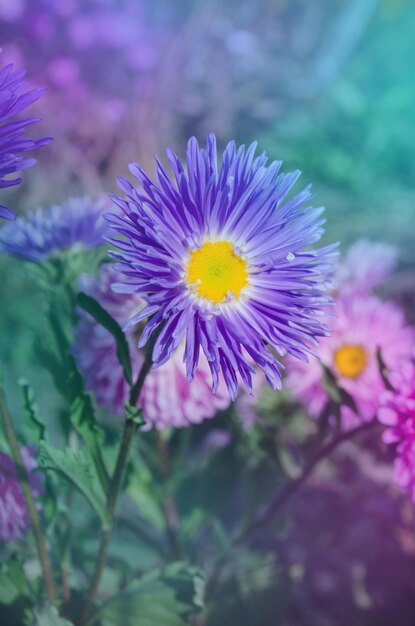 Blauwe bloemasters Achtergrond met herfstblauwe aster