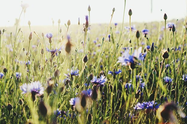 Blauwe bloemen bloeien op het veld.