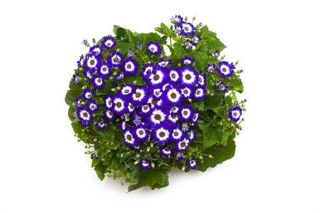 Blauwe bloemen cineraria met bladeren geïsoleerd op een witte achtergrond. Platliggend, bovenaanzicht