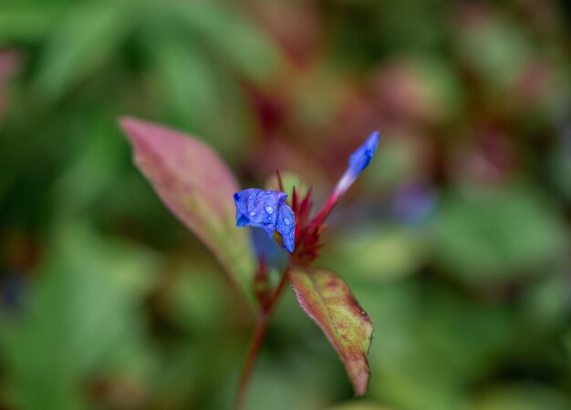 Blauwe bloemen close-up